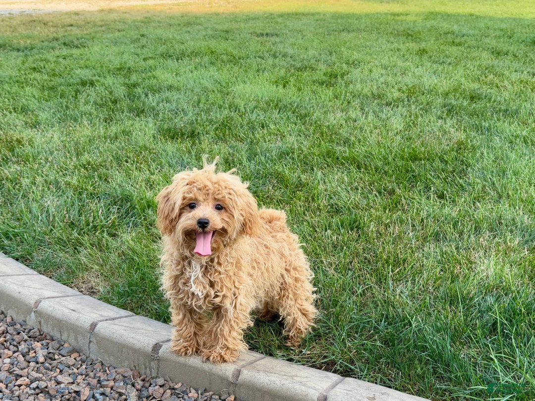 Maltipoo dogs for sale: Sherry - Image 14