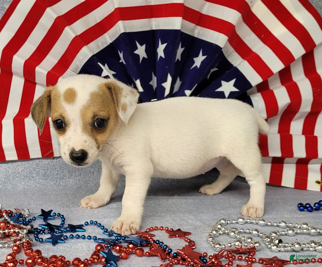 Jack Russell Terrier dogs for sale: June Broken Coat Jrt - Image 3
