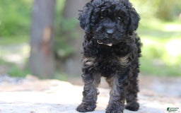 Miniature Poodle dogs for sale: Tessa - Image 7