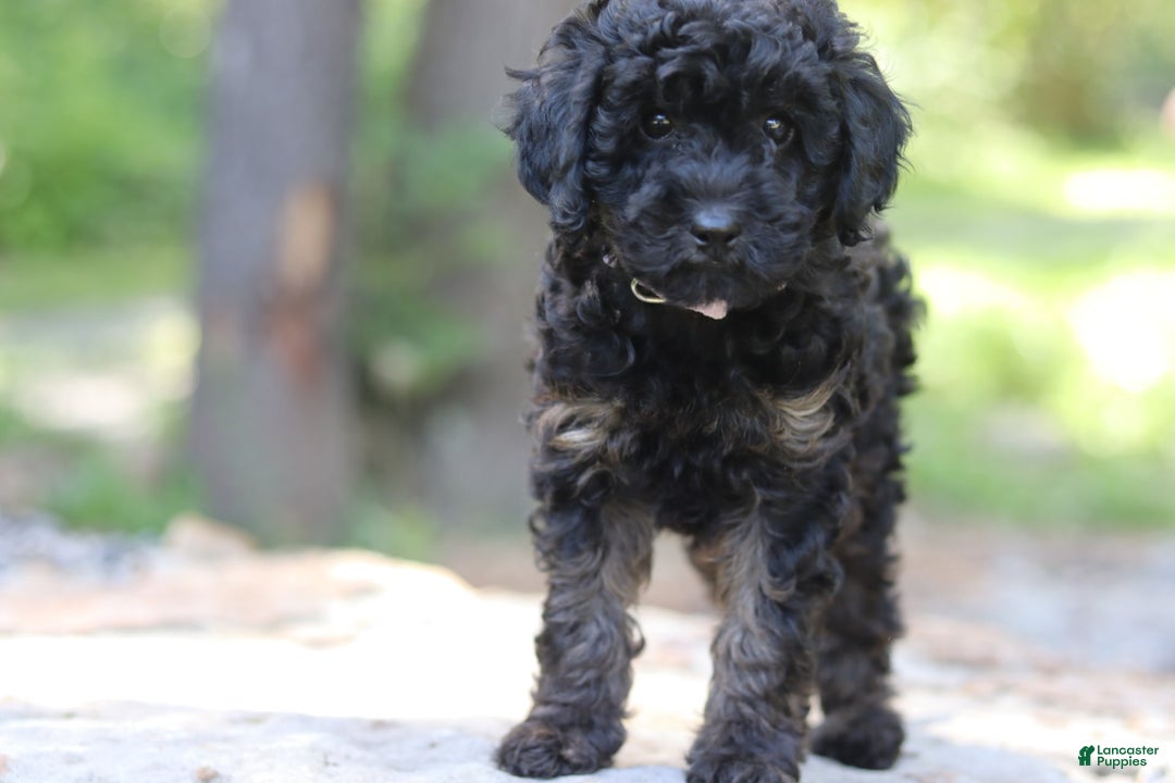 Miniature Poodle dogs for sale: Tessa - Image 7