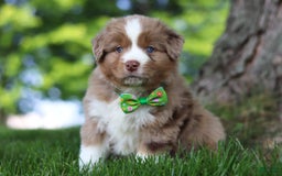 Australian Shepherd dogs for sale: Dune - Image 10