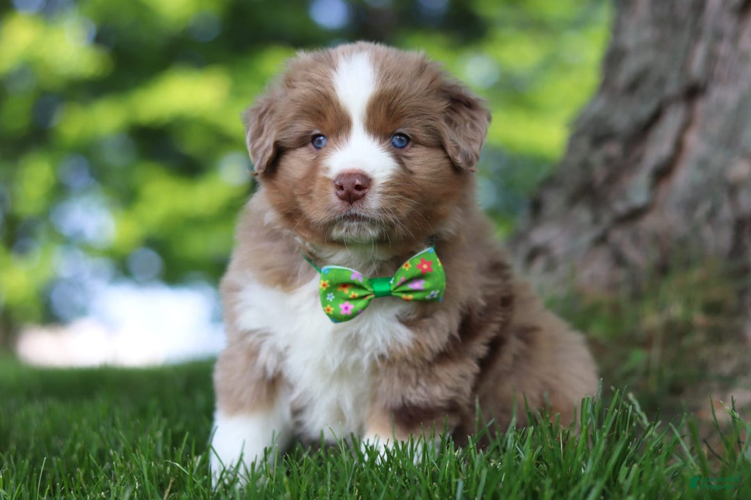 Australian Shepherd dogs for sale: Dune - Image 10
