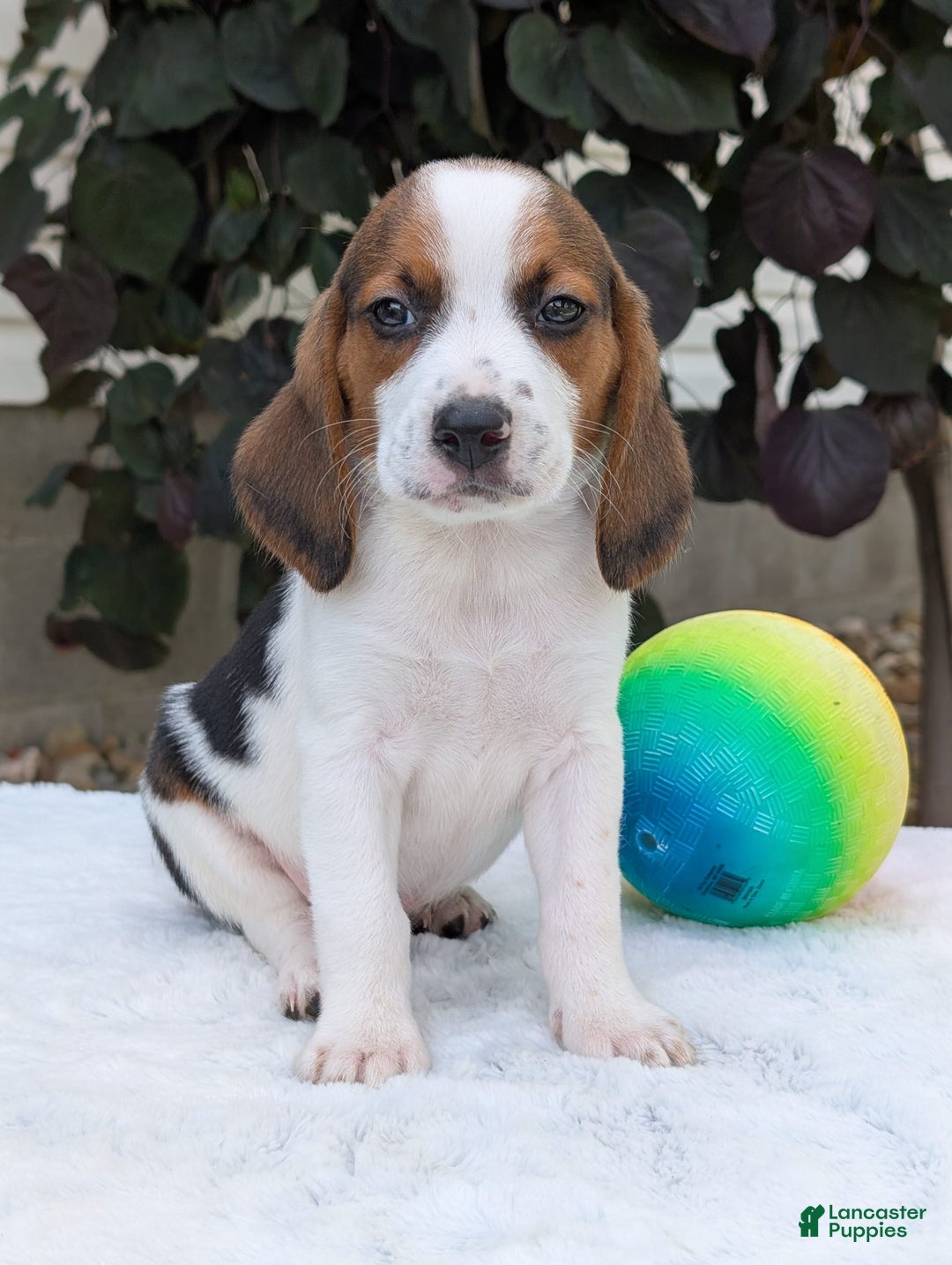 Beagle dogs for sale: Charlie - Image 6