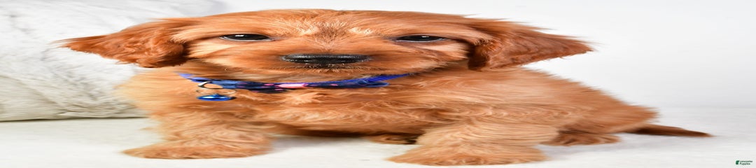Victor