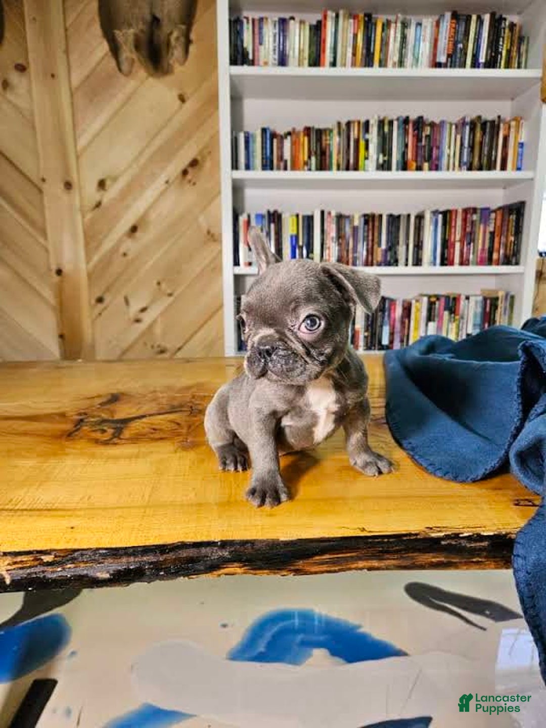 French Bulldog dogs for sale: Sky - Image 4