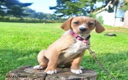 Golden Retriever dogs for sale: Sadie - Image 4
