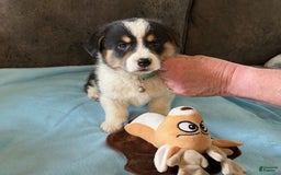 Welsh Corgi Pembroke dogs for sale: Green Collar Boy - Image 2
