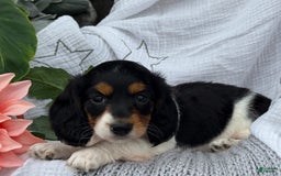 Miniature Dachshund dogs for sale: Ladybug - Image 12