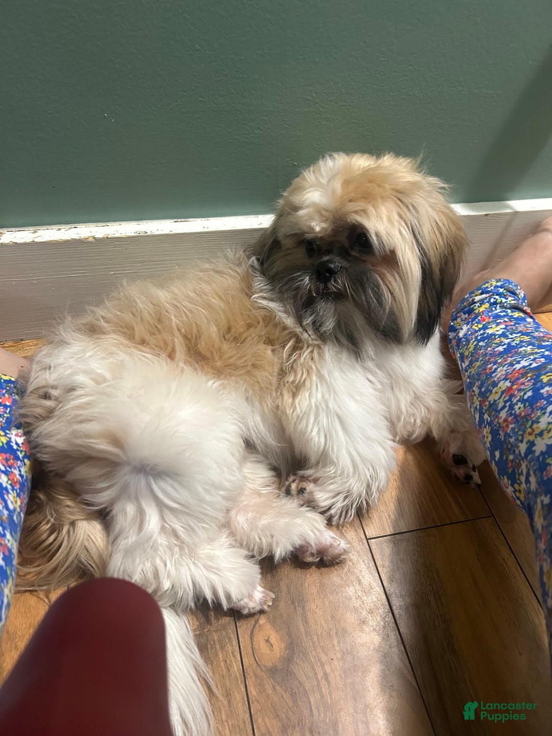 Shih Tzu dogs for sale: Valentino - Image 3