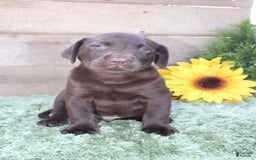 Labrador Retriever dogs for sale: Brownie - Image 3