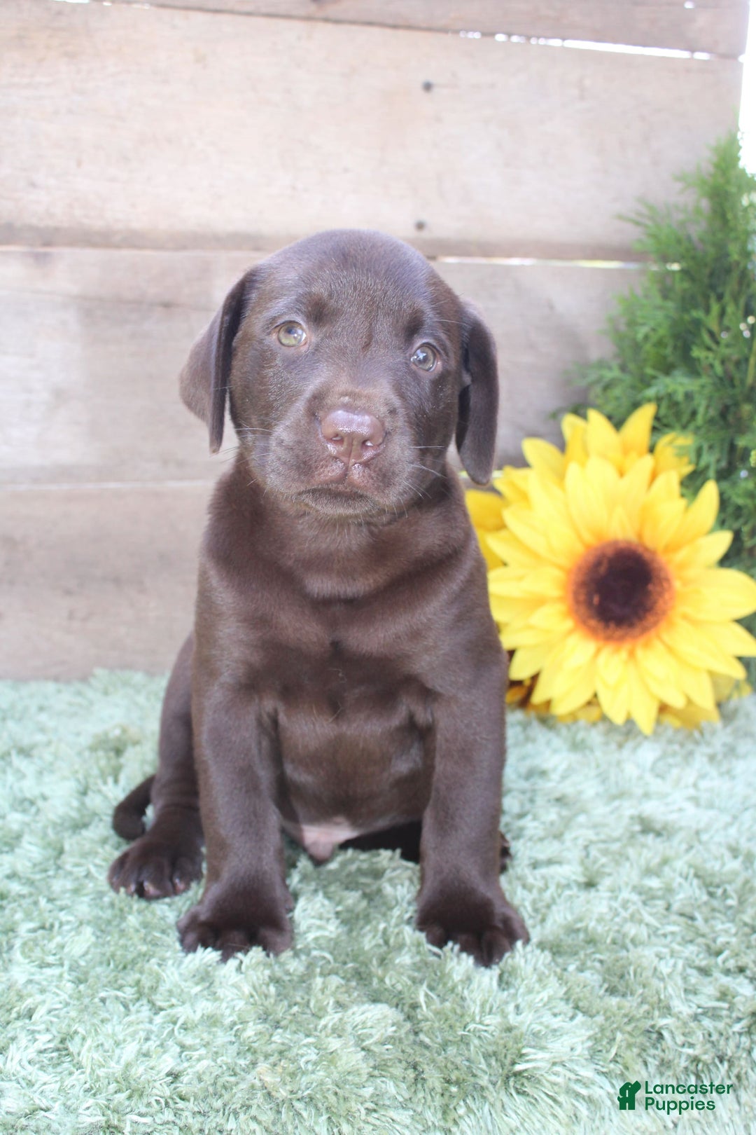 Labrador Retriever dogs for sale: Brownie - Image 3