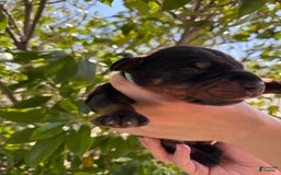 Doberman Pinscher dogs for sale: Green Collar - Image 1