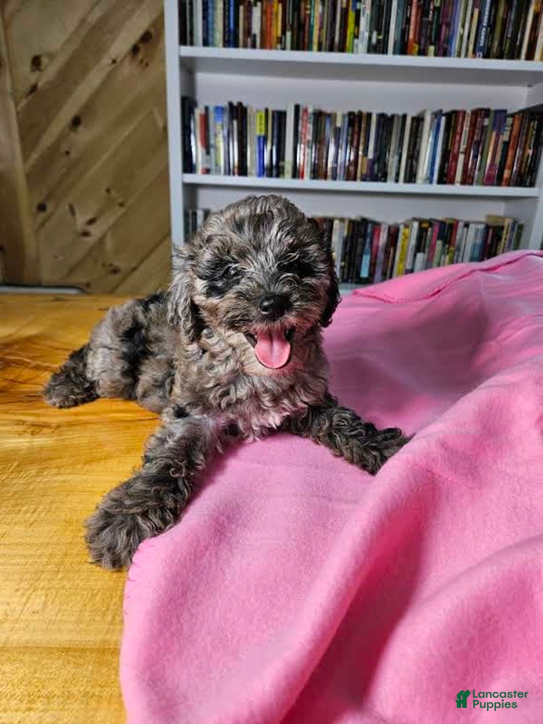 Portuguese Water Dog dogs for sale: Speckles - Image 3