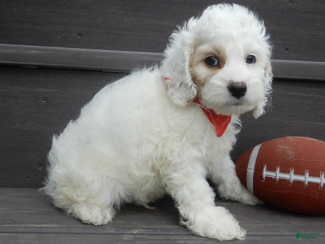 Cockapoo dogs for sale: Teddy - Image 5