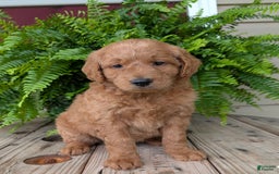 Goldendoodle dogs for sale: Reed - Image 18