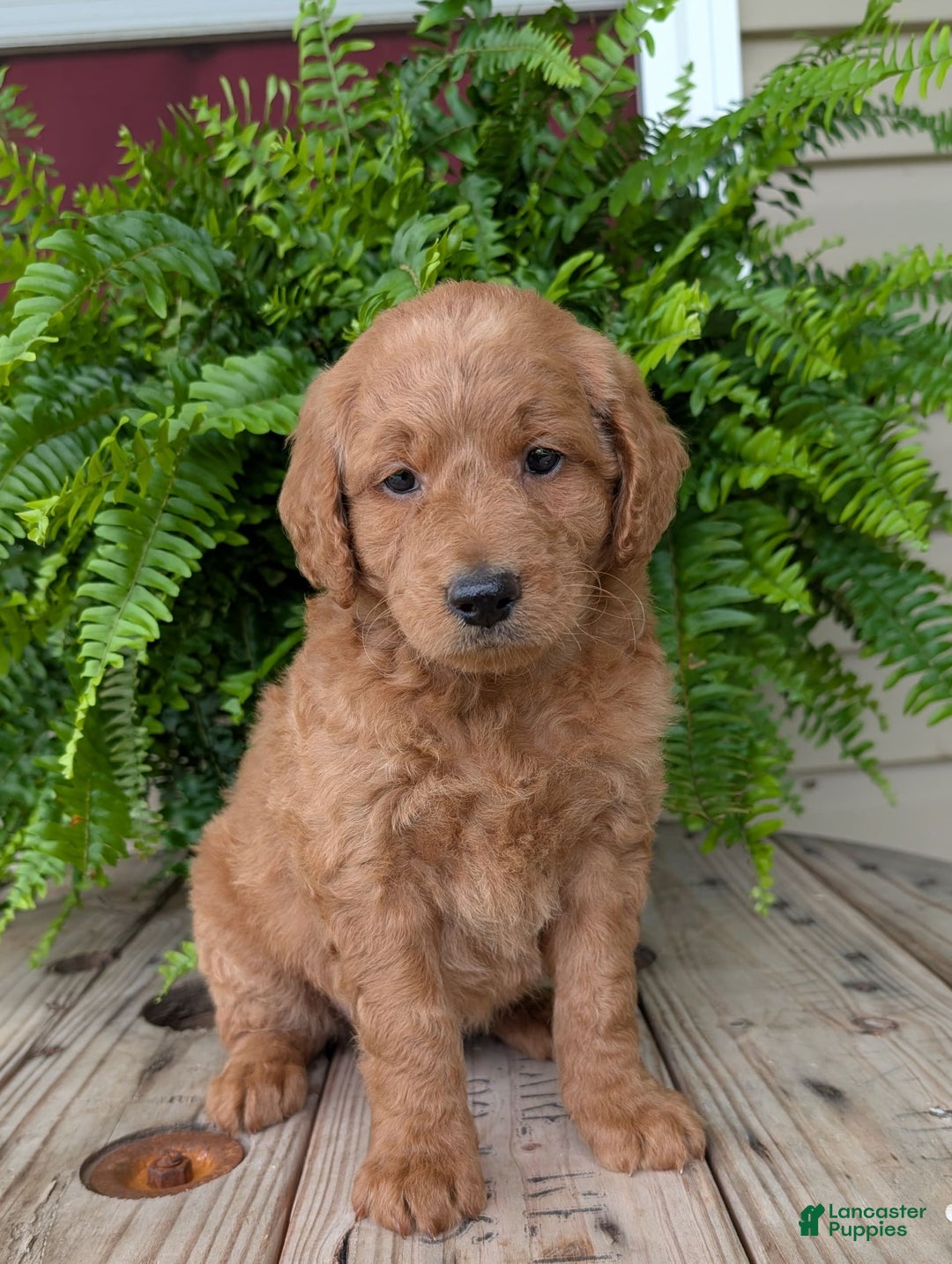 Goldendoodle dogs for sale: Reed - Image 18
