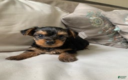 Yorkshire Terrier dogs for sale: Max - Image 7