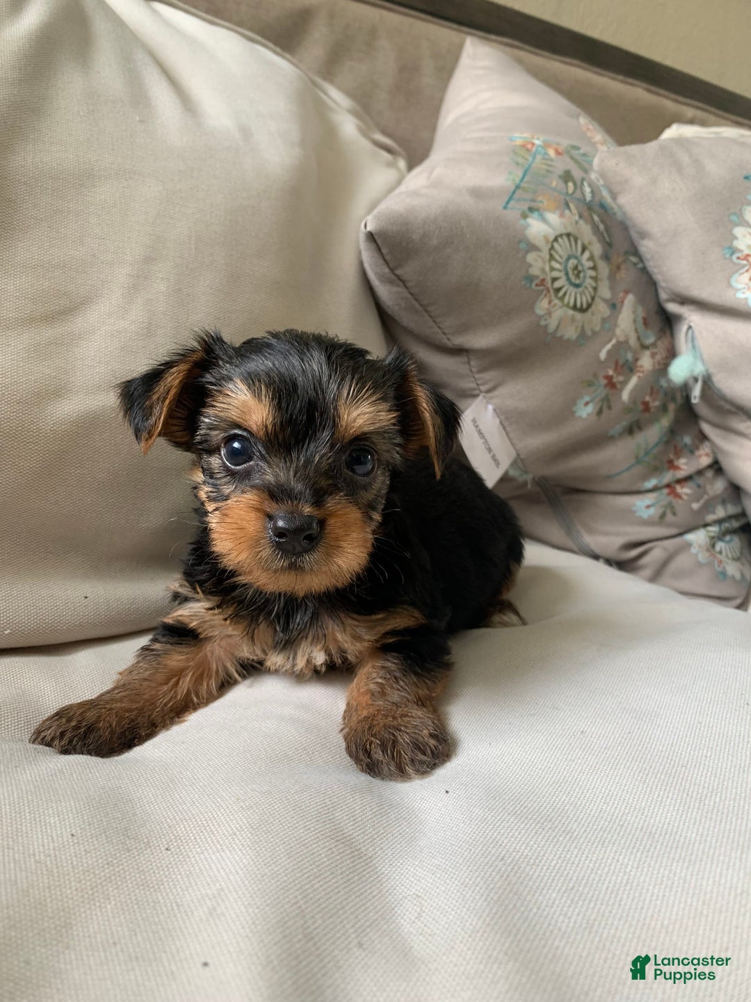 Yorkshire Terrier dogs for sale: Max - Image 7