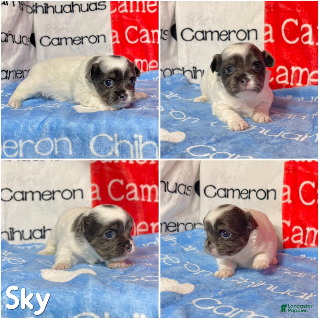 Chihuahua dogs for sale: Blue Sky Long Coat - Image 14
