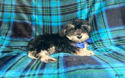 Miniature Schnauzer dogs for sale: Yota - Image 2