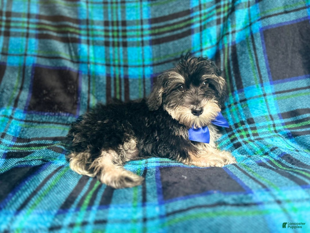 Miniature Schnauzer dogs for sale: Yota - Image 2