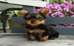 Yorkshire Terrier dogs for sale: Tugger - Image 1