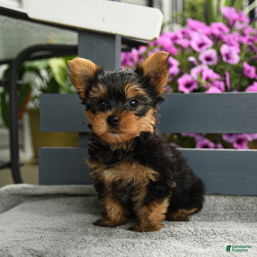 Yorkshire Terrier dogs for sale: Tugger - Image 1