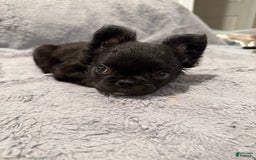 French Bulldog dogs for sale: Bella - Image 2