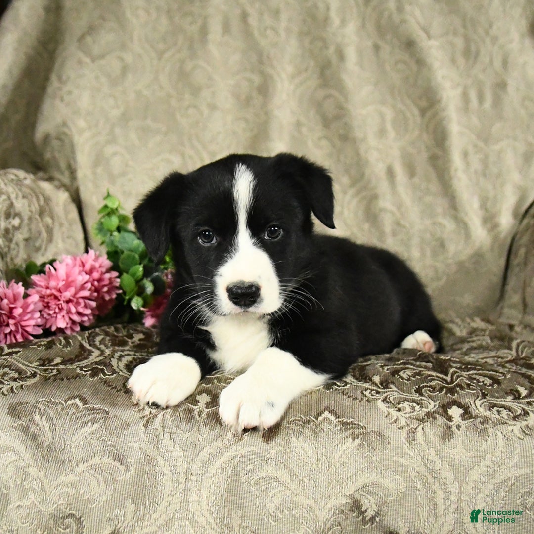 Bernese Mountain Dog dogs for sale: Flash - Image 8