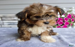Shorkie dogs for sale: Ellington - Image 4