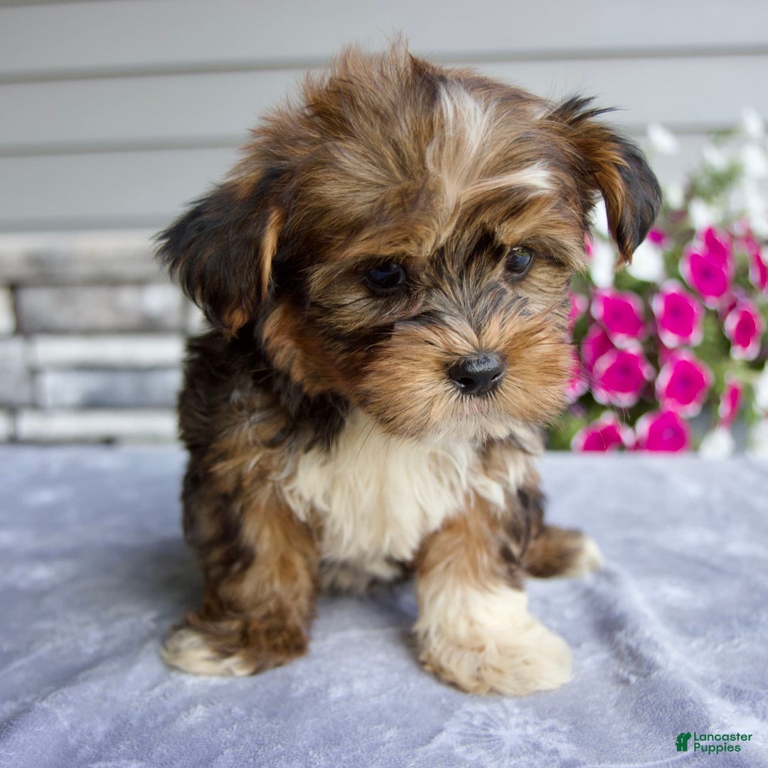 Shorkie dogs for sale: Ellington - Image 4