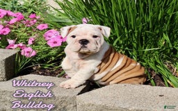 English Bulldog dogs for sale: Whitney - Image 12
