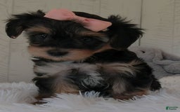 Yorkiepoo dogs for sale: Avery - Image 1