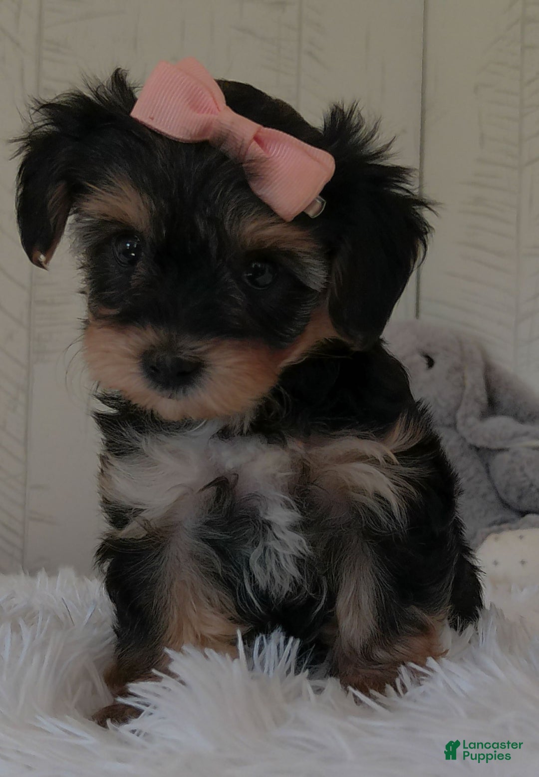 Yorkiepoo dogs for sale: Avery - Image 1