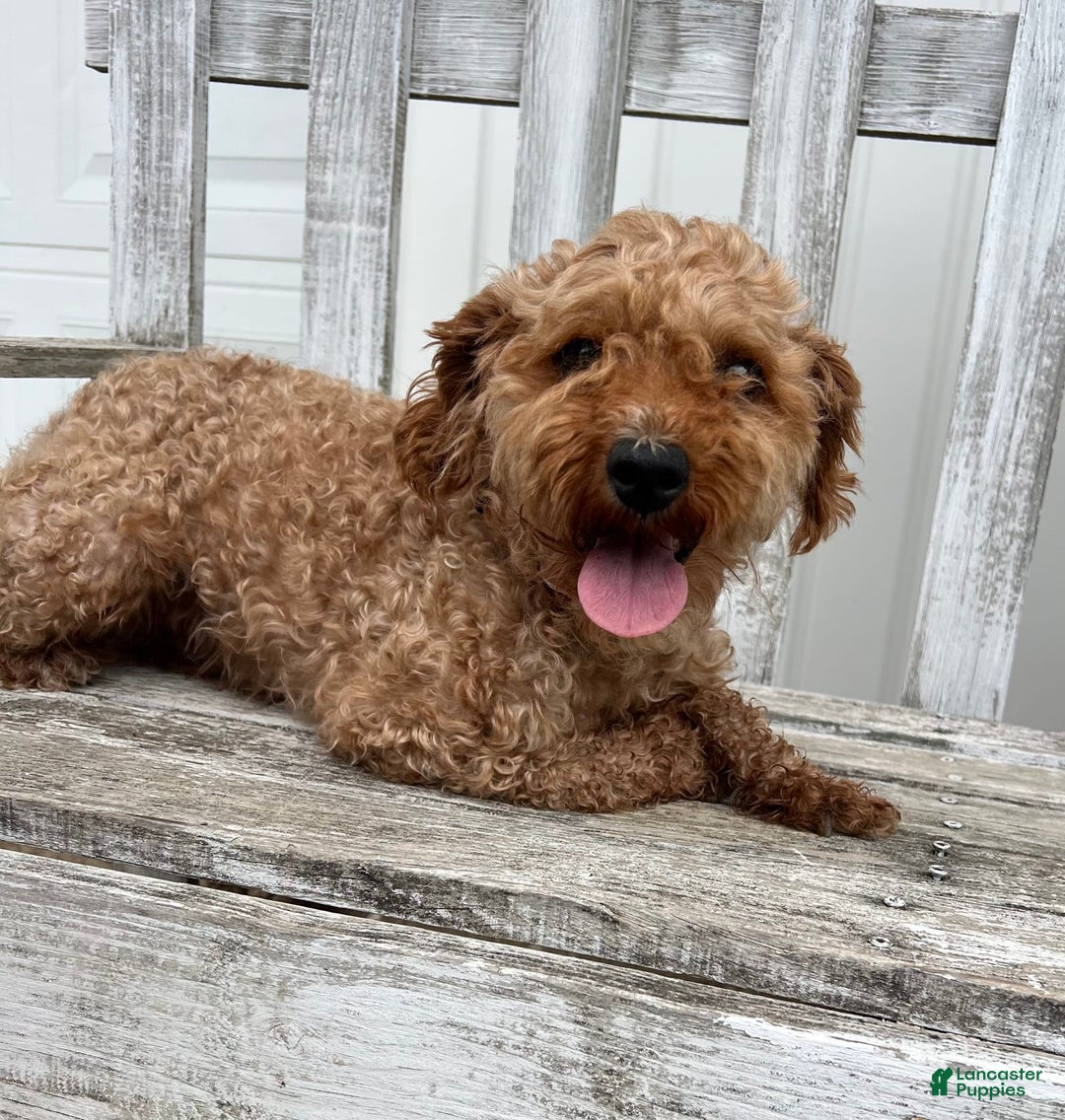 Cavapoo dogs for sale: Patches - Image 10