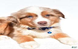 Miniature Australian Shepherd dogs for sale: Trooper - Image 2