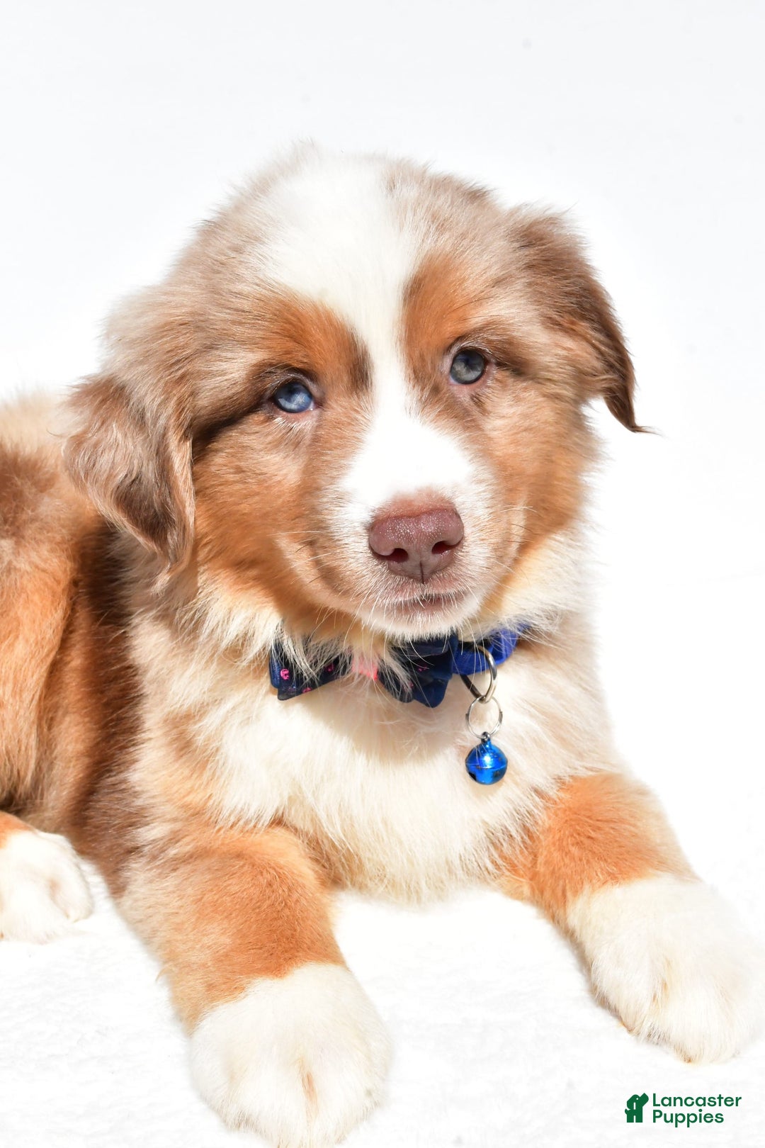 Miniature Australian Shepherd dogs for sale: Trooper - Image 2