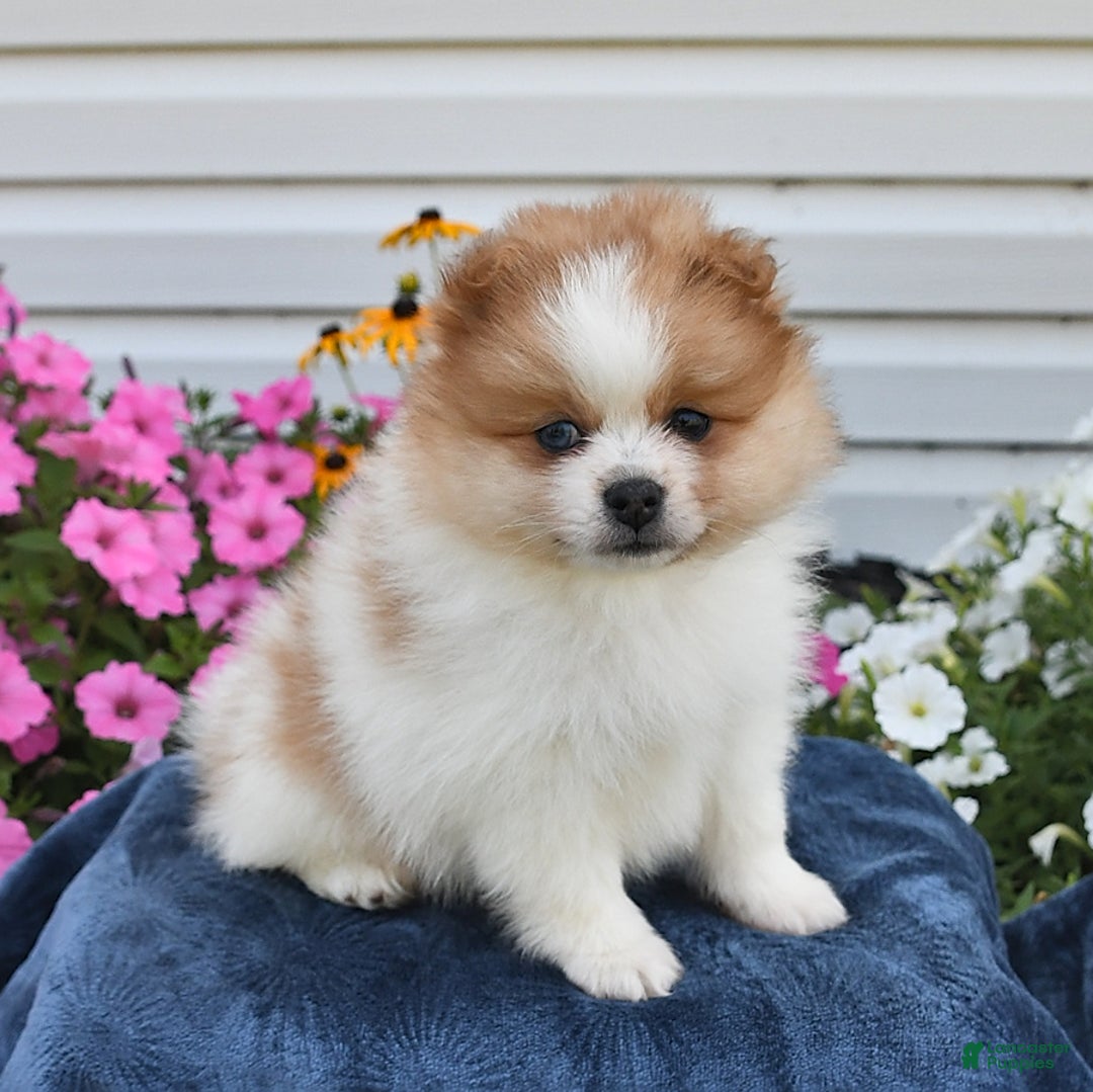 Pomeranian dogs for sale: Tailor - Image 4