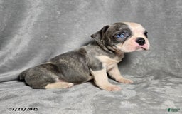 Frenchton dogs for sale: Tanner - Image 4