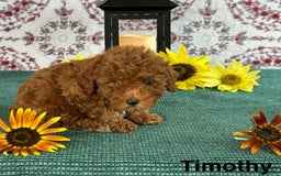 Toy Poodle dogs for sale: Timothy - Image 3