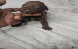 American Bully dogs for sale: Nestle - Image 2