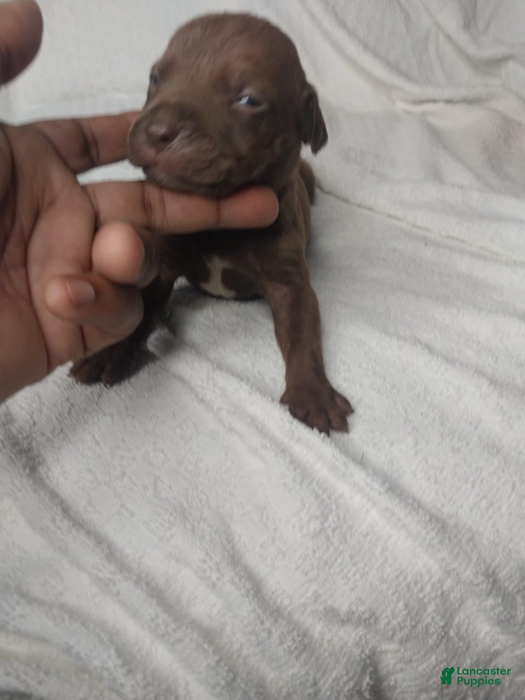 American Bully dogs for sale: Nestle - Image 2