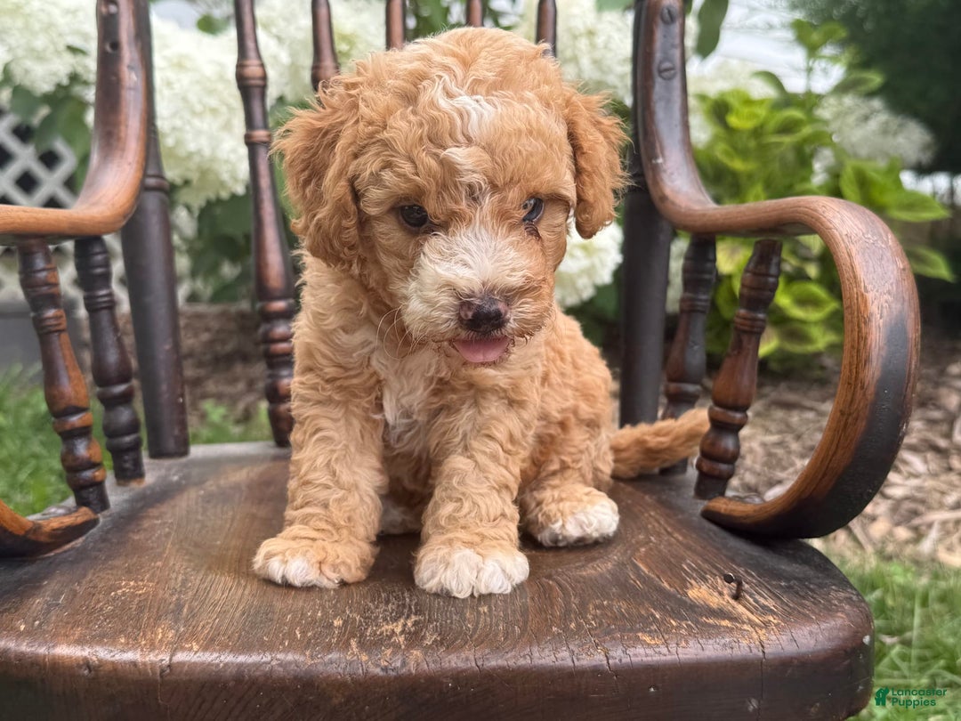 Goldendoodle dogs for sale: Butterfinger - Image 10