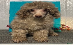 Havapoo dogs for sale: Sadie - Image 7
