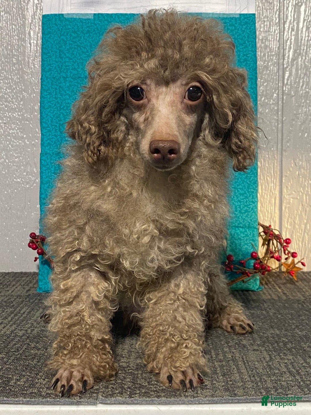 Havapoo dogs for sale: Sadie - Image 7