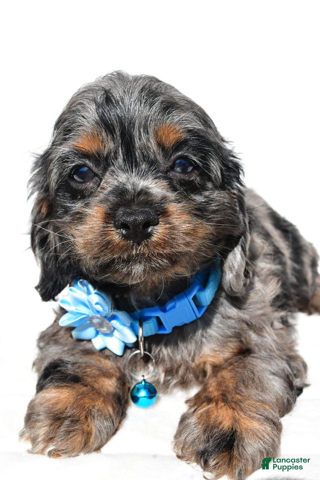 Cockapoo dogs for sale: Stacey - Image 6