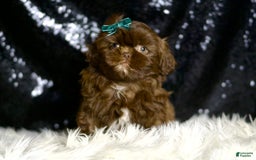 Shih Tzu dogs for sale: Baller - Image 1