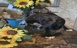 Boxer dogs for sale: Carly - Image 2