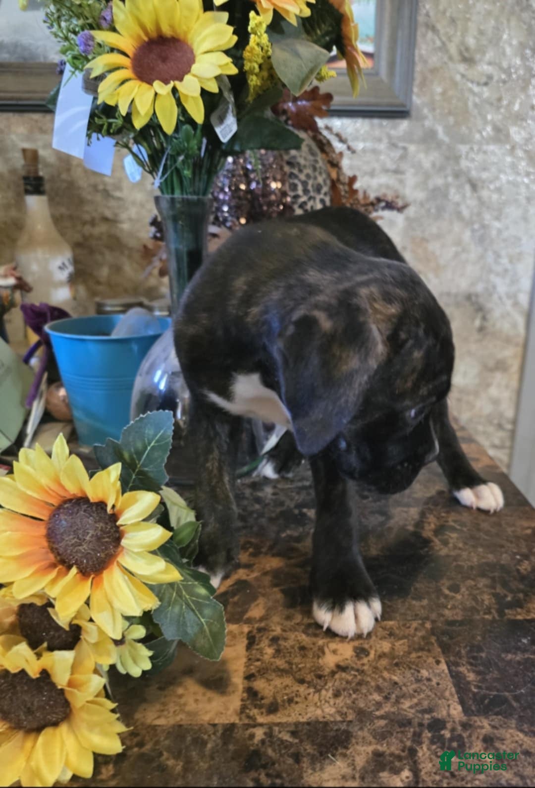 Boxer dogs for sale: Carly - Image 2