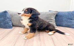 Bernese Mountain Dog dogs for sale: Raven - Image 3